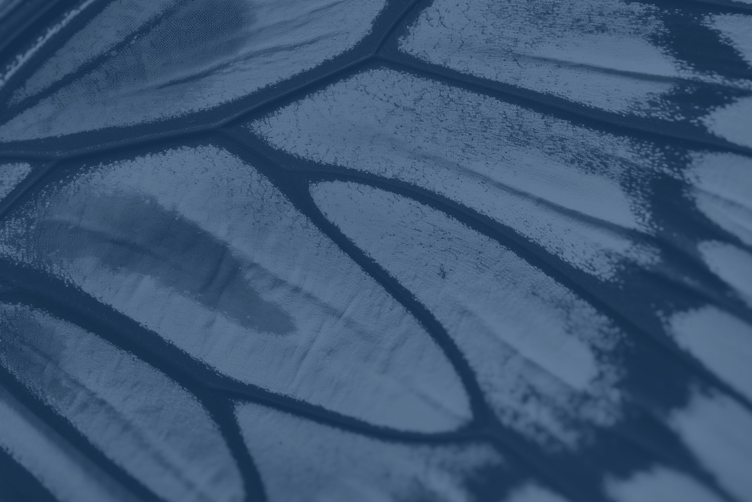 Piel de mariposa o epidermólisis bullosa